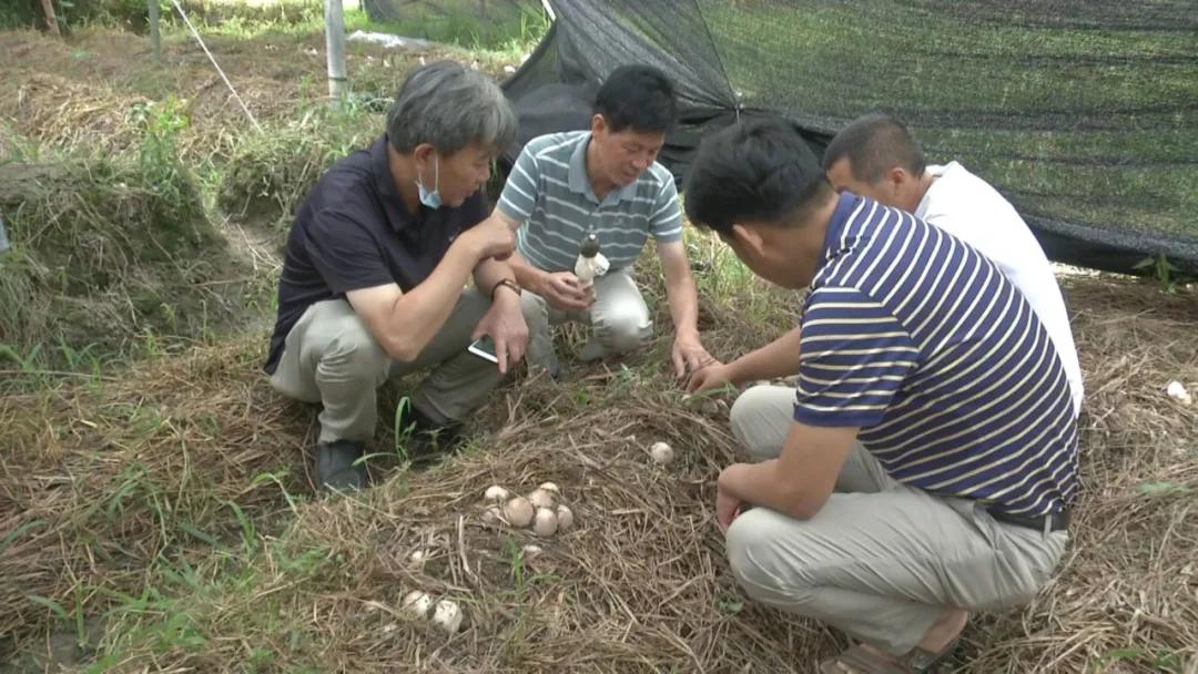 古田竹荪价格走势分析，最新价格、市场趋势与产业洞察